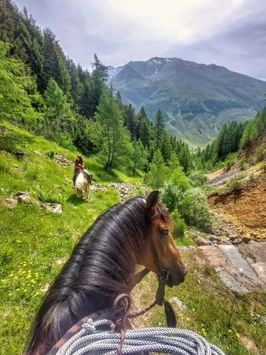 Il cavallo guarda verso la valle